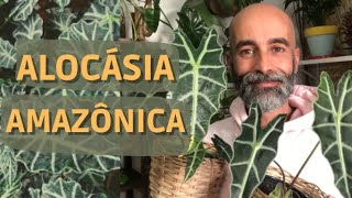 Alocásia Amazônica  Pontas Secas Folhas Amarelas e murchas Aprenda a cuidar da Alocásia Amazônica [upl. by Brocklin]