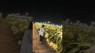 Why Do These Farmers NEED So Many Light Bulbs to Grow Dragon Fruit 🤯 [upl. by Evelina]