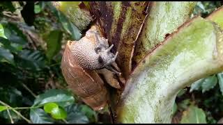 Caracol gigante en cafetal [upl. by Koziel]