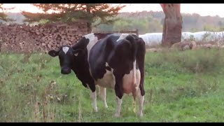 Last Family Night In the Barn Milking Cows September 29 2024 [upl. by Aikat737]