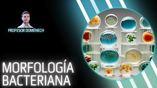 MORFOLOGIA BACTERIANA descubre las formas bacterianas más extrañas del mundo [upl. by Lesya]