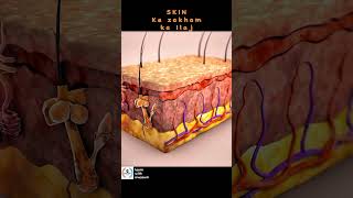 SKIN WOUND HEALING PROCESS  SKIN Ka Ilaj [upl. by Piselli]