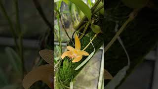 Bulbophyllum lobbii nature orchid flowers bulbos bulbophyllum [upl. by Ateikan]