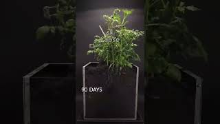 How to grow potato plant in 92 Days🍟🥔😋shorts timelapse [upl. by Reilamag598]