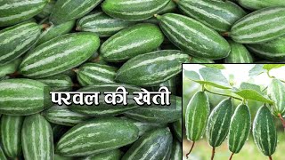 परवल की खेती करने का आसान तरीका  Parwal ki kheti  Cultivation of pointed gourd  Advance agri [upl. by Jemena198]