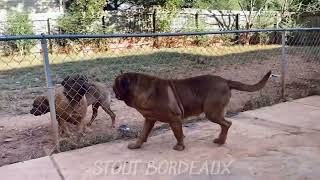 Stout Dogue de BordeauxFrench Mastiff ULKAN de Burdemo’s Ranch [upl. by Nagol333]