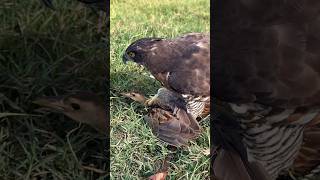 Falcon Hunting birds falcons wildlife shorts [upl. by Siuluj]