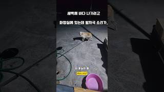 새벽에 바다나갈 준비하는데 발자국 소리가 남해 리트리버 몽실이 강아지 반려견 puppy 먹방 [upl. by Kelsey74]