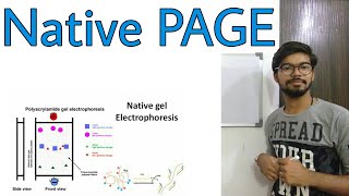 Native PAGE gel electrophoresis [upl. by Noguchi]