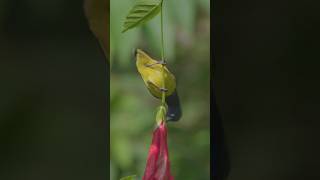 Olivebacked Sunbird in Bali Indonesia [upl. by Azaria]