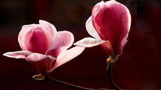 Magnolia flowers HD1080p [upl. by Haym36]