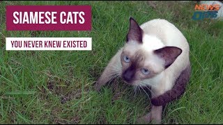 5 Breeds of Siamese Cats You Never Knew Existed By NewsOps [upl. by Mouldon]