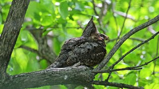 Antrostomus vociferus EASTERN WHIP POOR WILL rocks preens yawn 9087267 [upl. by Nosniv]