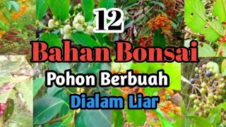 Mengenal 12 Jenis Bahan Bonsai Dari Buahnya [upl. by Arretnahs]