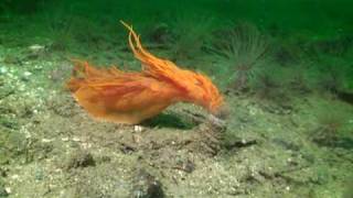 giant nudibranch while diving Vancouver Island Canada [upl. by Zaremski851]