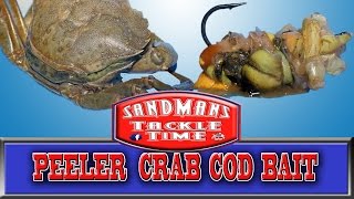 Sandmans Tackle time How to Prepare Peeler Crab for sea fishing [upl. by Hi]