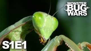 MONSTER BUG WARS  Death at Midnight  S1E1 [upl. by Batha]