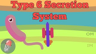 Type 6 Secretion System [upl. by Kinimod]