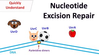 Nucleotide excision repair [upl. by Watkins]