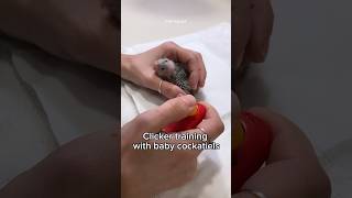 Clicker training baby cockatiel parrots Easy Hand feeding formula birds [upl. by Pillihpnhoj]