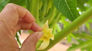 How to hand pollinate papaya to get fruits [upl. by Oirottiv]