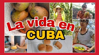 🚨Cuba un día conmigo😳la VIDA EN EL CAMPOblogs Ariadna Guerra [upl. by Otilopih]