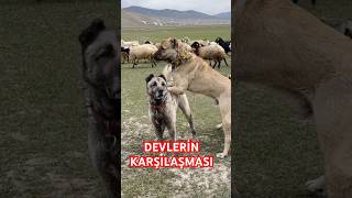 KARAKIRÇIL VE BOZ KANGAL KARŞI KARŞIYA kangal anadoluaslanı karakırçılkangal çobanköpeği [upl. by Erdman]