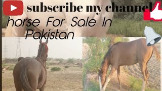 horse For Sale horse animals beautifulhorses dasi horse in Pakistan [upl. by Samuella]