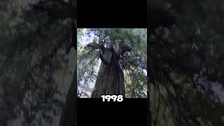 😵‍💫Top 3 biggest trees in world 🌍shorts [upl. by Arnie]