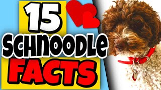 15 Facts About Schnoodles You Should Know  Schnoodle Dogs 101 [upl. by Nythsa57]