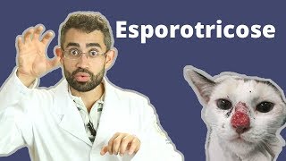 Tudo sobre esporotricose  Dica Veterinária 13 [upl. by Donata]