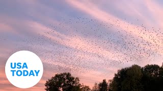 Murmuration of starlings captured on video in Arkansas  USA TODAY [upl. by Elmore838]