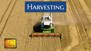 Harvesting Lincolnshire July 2024 [upl. by Ordnasil]