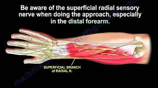 Anatomy Of The Brachioradialis Muscle  Everything You Need To Know  Dr Nabil Ebraheim [upl. by Eamaj]