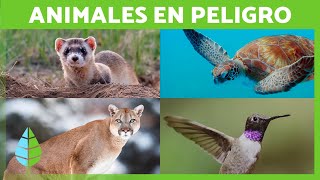 Película Completa en Español Latino Animales al ataque [upl. by Phyl]