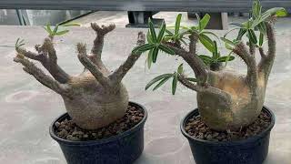 Pachypodium for preorder from Vietnam 🇻🇳 [upl. by Ekralc]