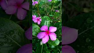 Periwinkle floweryoutubeshorts trending garden naturalflowers whatsappstatus [upl. by Adnima]