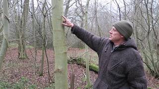 British winter tree identification and uses  Ash Fraxinus excelsior [upl. by Sisely]