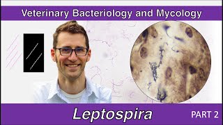 Leptospira Part 2  Veterinary Bacteriology and Mycology [upl. by Burkley]