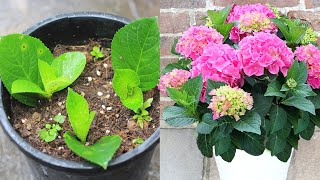 Hydrangea care at home How to grow hydrangea cuttings [upl. by Araihc]