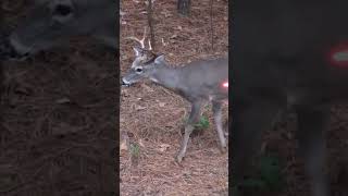 38 killshots in 1 video hunting deerhunting deer whitetaildeer compilation [upl. by Jameson570]