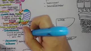 Digestive System  Summary [upl. by Lihas]