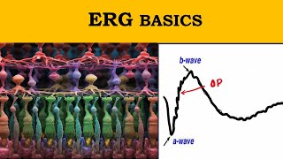 ERG waves explained  Retinal electrophysiology [upl. by Tung]