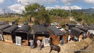 Cabalgata Armenia Quindio 2013 [upl. by Annia]