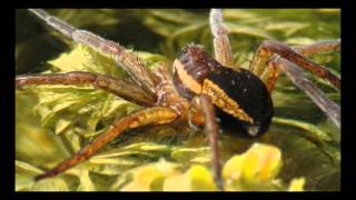 RAFT SPIDERDolomedes fimbriatusin my garden pond [upl. by Calder]