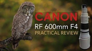 I sold my 400mm f28 lens for a 600mm f4 for Wildlife Canon RF 600mm F4 Review [upl. by Nekcerb462]