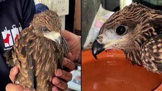 Birds Fall From the Sky in India Because of Heatwave [upl. by Yrdnal]