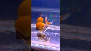 Snail Engulfing My GoldFish😢😢 fish goldfish goldfishtank fishtank aquarium fishlover shorts [upl. by Pamelina]