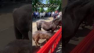 Appleby Horse Fair 2023 Full week Various things to see and do [upl. by Anairad]