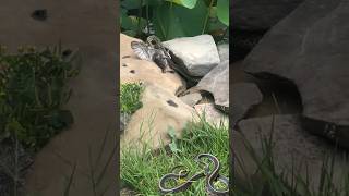 The Eastern Garter Snake was successful in capturing baby birds [upl. by Omiseno]